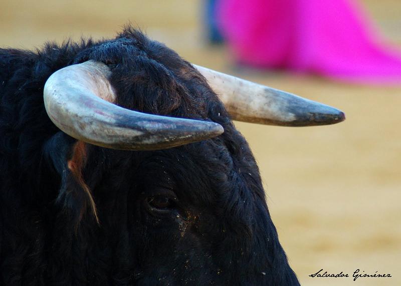 Sevilla, ciudad antitaurina y libre de maltrato animal