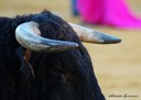 Sevilla, ciudad antitaurina y libre de maltrato animal